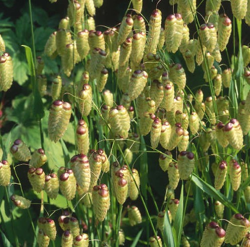 Briza maxima Quaking Grass seed